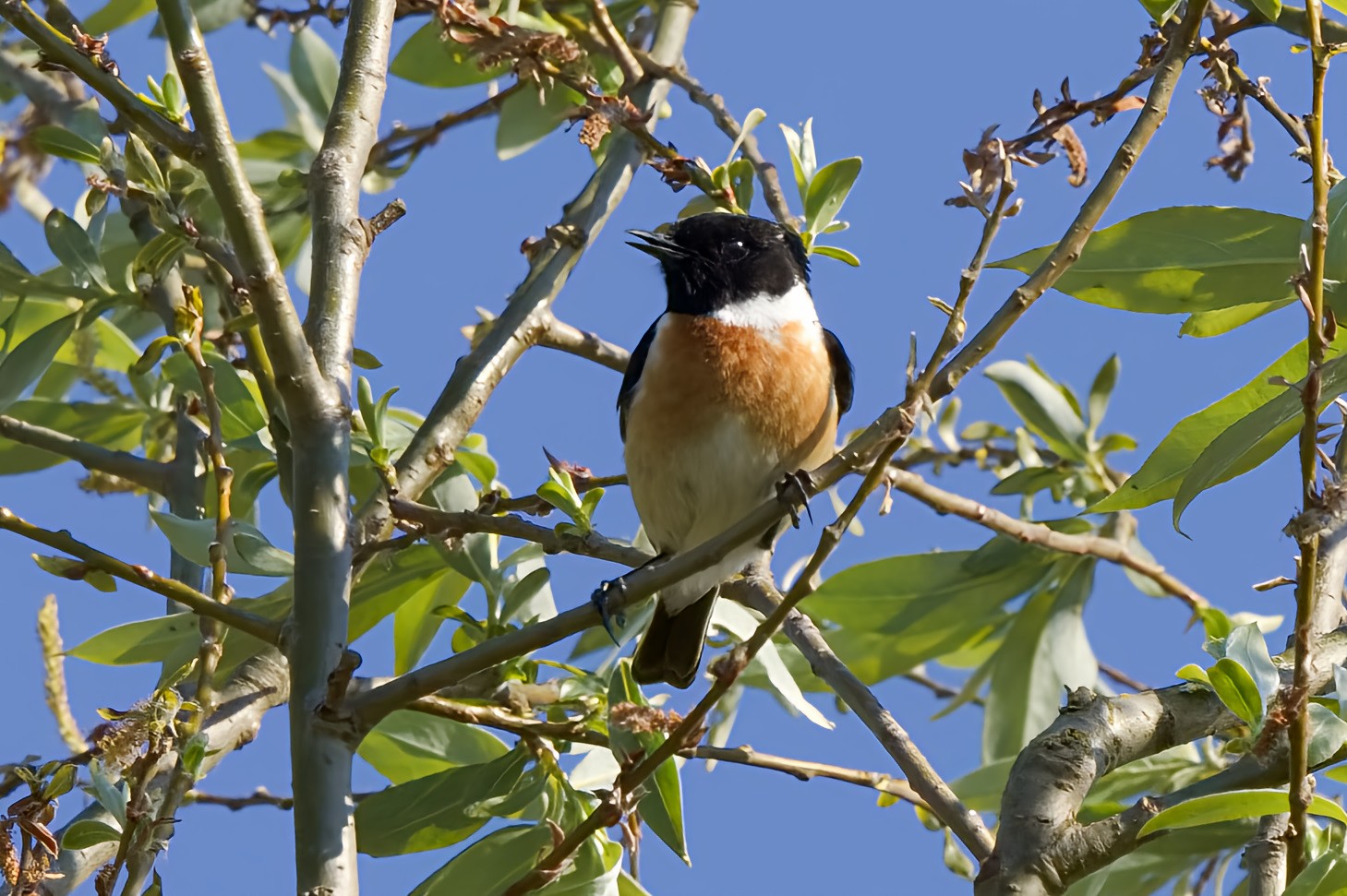 Tarier pâtre @Emmanuelle Michaud